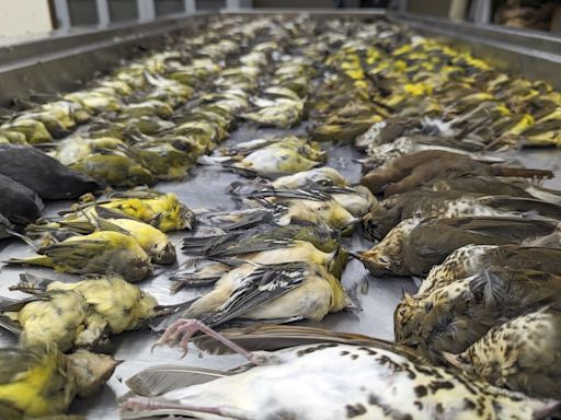 Chicago exhibition center modifying windows to prevent bird strikes after massive kill last year