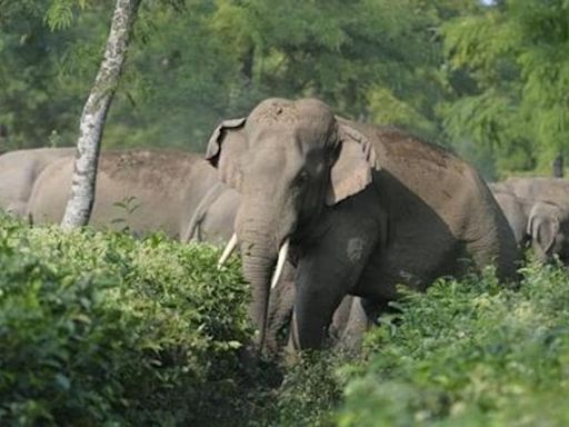 Wayanad landslide survivors urged elephant to spare them: 'Could see eyes welling up'