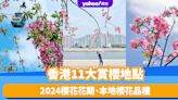 香港櫻花2024｜香港11大賞櫻地點推介！沙田城門河/東涌櫻花園/海洋公園（附櫻花花期及品種說明）