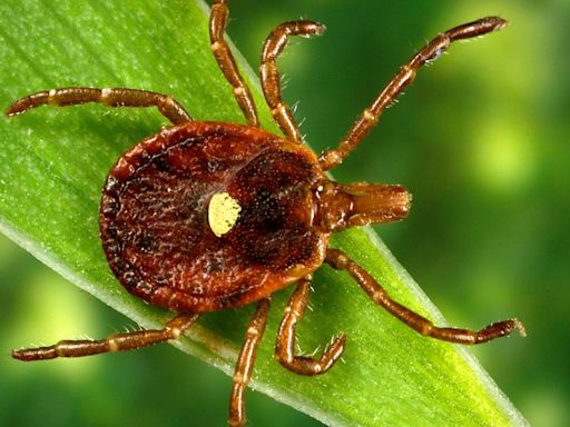 Lone star tick bite can cause red meat allergy. Is it in NY? What the data tells us