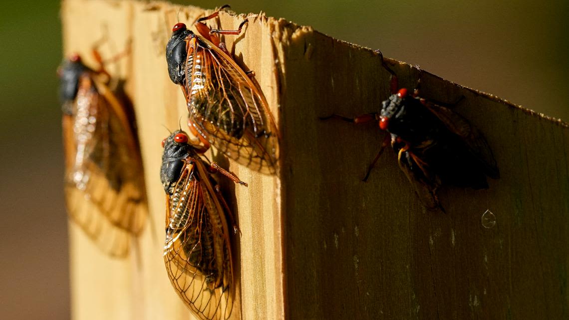 When will the cicadas die out in Virginia and North Carolina?