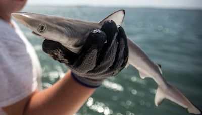 Sharks off Brazil coast test positive for cocaine, study finds