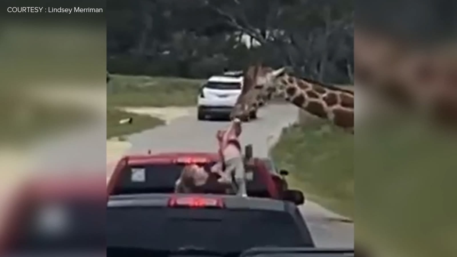 Giraffe picks up toddler during drive-thru safari in Texas: VIDEO