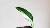 How to Grow and Care for Monstera Standleyana Albo