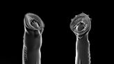 Flesh-eating 'killer' lampreys that lived 160 million years ago unearthed in China