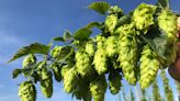 Could a beer shortage be looming? Changing weather could hit hops needed in brews