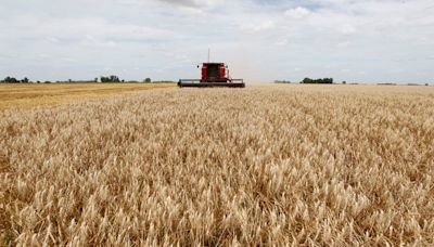 Área de trigo subiría en Argentina a 6,15 million has en ciclo 24/25