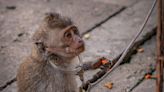 Monkey torture videos prompt drive to include animals in Online Safety Bill