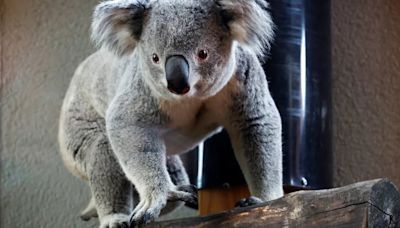 El santuario de koalas más antiguo del mundo prohibió abrazar a los animales