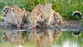 Remembering Leopards: latest book in photo conservation series is released