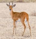 Reedbuck