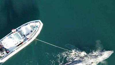 4-day operation frees entangled humpback whale off B.C.’s north coast