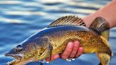 Minnesota's walleye egg take on time, on target in 2024 - Outdoor News