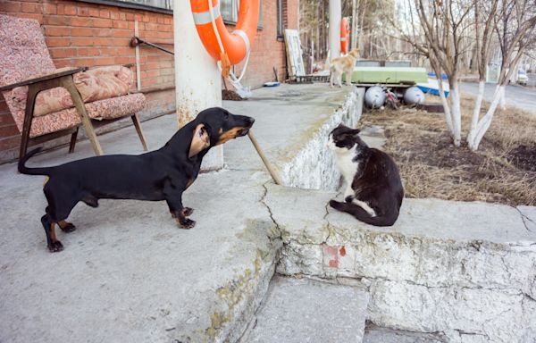 Compilation of times dog tried to impress cat delights internet