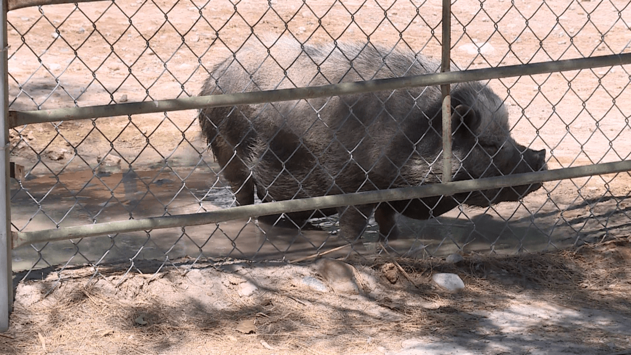 Las Vegas exotic, farm animals beat the record heat with water, frozen fruit, mud pits at Gilcrease Nature Sanctuary