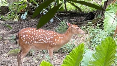 賀麟洋奪金動物園貼羚羊！拍照拿禮物兒童新樂園免門票北市優惠一次看