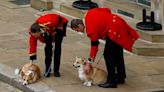 Queen’s corgis and favourite pony play poignant role in Windsor farewell