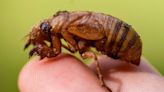 Cicadas are so noisy in a South Carolina county that residents are calling the police