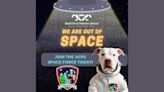 Join ‘Space Force:’ Jacksonville Animal Care & Protective Services needs foster homes for 60 dogs