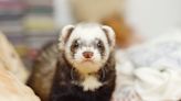 Pet Ferret Steals Baby's Toys Straight From the Crib and the Child's Reaction Is the Best