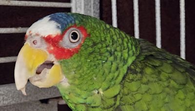 A 'potty-mouthed parrot' is up for adoption. 300 people came forward for the cursing conure.