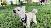 Hialeah inaugura su primer parque de perros. Prometen más por venir