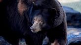 Video shows bear walk across football practice at Northern California school