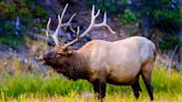 Why do elk bugle in the fall?