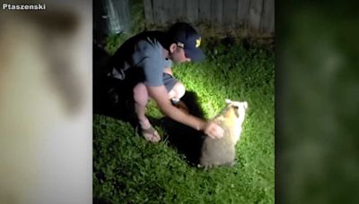 Caught on camera: Man hailed as a hero for saving choking raccoon