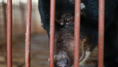 Chinh, el oso que encontró la libertad tras soportar décadas de sufrimiento en una granja de bilis de Vietnam