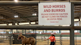 Wyoming to Raleigh: Adoption day for wild horses seeking new homes in North Carolina