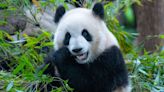 San Francisco’s panda project moves forward