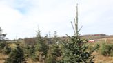 Shopping for a Christmas tree? Check out these 16 tree farms in the Hudson Valley