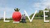 Farm unveils 'LOVE' sign ahead of Lincoln Strawberry Festival