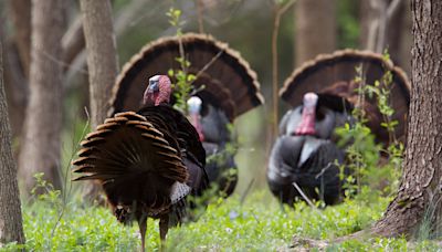 'The Gobbler Party' Is One of Charlie Elliott's Best Turkey Hunts, from the Archives