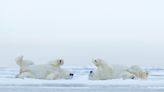 Wildlife Park Builds Polar Bears a Raft to Play on and They Have an Absolute Field Day