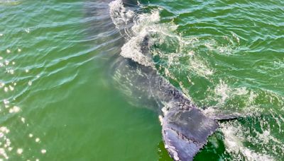 Young humpback whale spotted off Half Moon Bay; experts say keep your distance