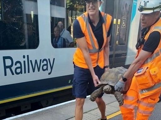 Escaped tortoise 'trespasses' on South Western Railway train tracks 'moving at pace' before hitching ride home