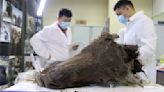 Scientists want to clone an extinct bison unearthed from Siberian permafrost. Experts are skeptical.