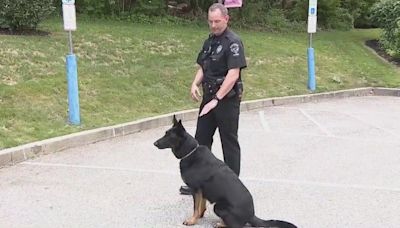 How stray dog from Louisiana transformed to sought after K-9 narcotics officer in Delaware County