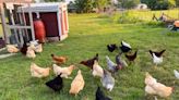 Fowl in Fowlerville? Residents renew push for chickens