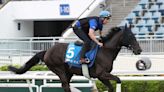 Breeders' Cup Winner Rebel's Romance Takes On Hong Kong