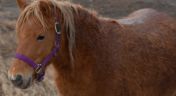 8. Hold Your Mini Horses