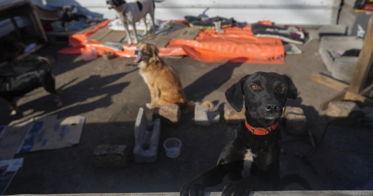 Inside a makeshift shelter saving hundreds of dogs from floods in southern Brazil