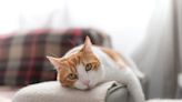 Is your cat crying? Vet lays out what it means and what you can do