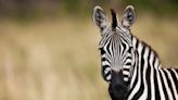 Missing Zebra Captured After Six Days On The Run | iHeart