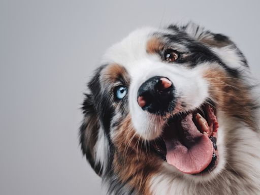 Australian Shepherd Puppy ‘Conquering’ the Stairs for the First Time Is an Absolute Hit