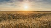 North Dakota Farmer And Three Farmhands Are Found Dead In Wheat Field In Apparent Murder-Suicide