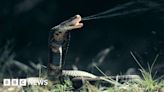 Cobra venom neutralised by common blood-thinning drug Heparin