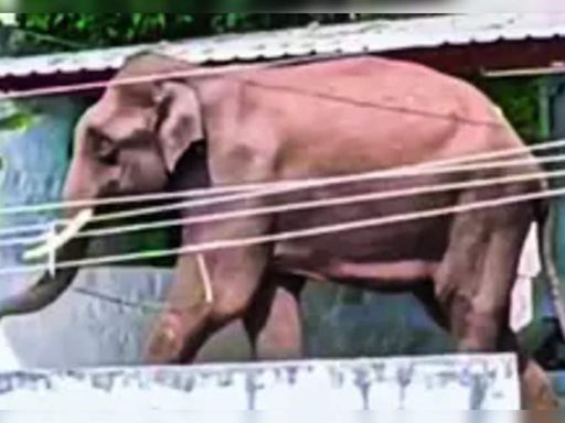 Wild Tusker Roaming Gobichettipalayam Town Instills Fear Among Residents | Coimbatore News - Times of India